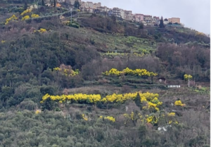 Mimose in fiore ad Apricale
